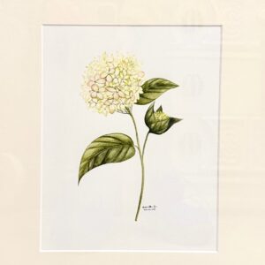 Limelight Hydrangeas, Watercolour on paper, 22" x 18"