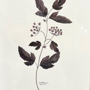 Ninebark, Watercolour, 15" x 12"