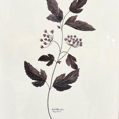 Ninebark, Watercolour, 15" x 12"